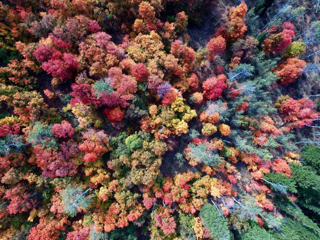 See fall colors from the air - Orlando Apopka Airport